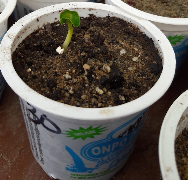 Seedling of Four o'Clocks, Mirabilis jalapa