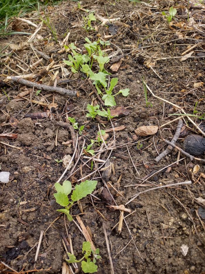 radishes