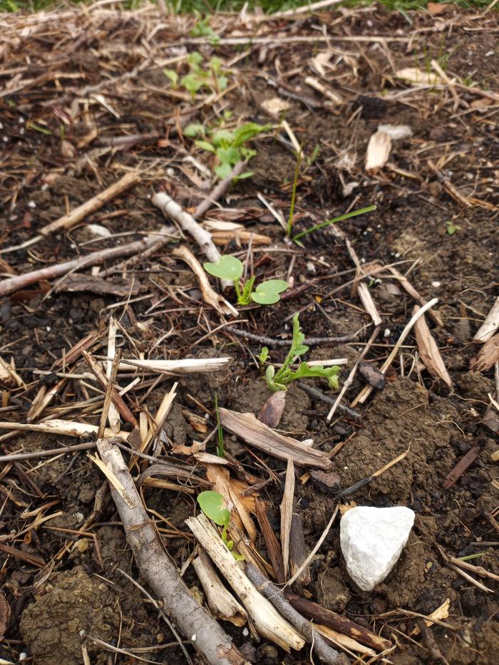 radishes