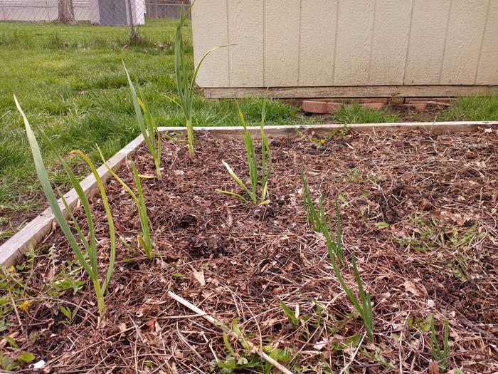 Bonus: Garlic planted in October (left) and onions planted March 19