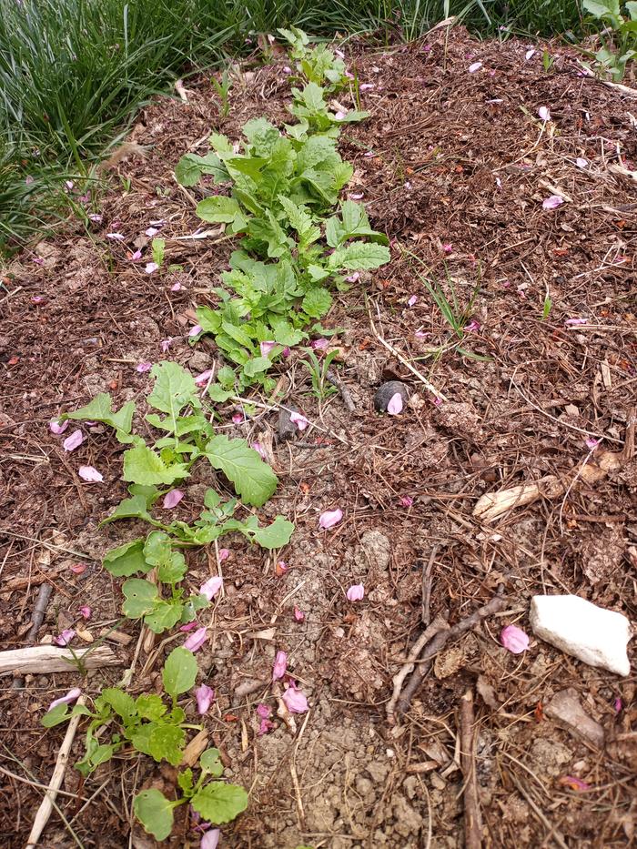 Radish