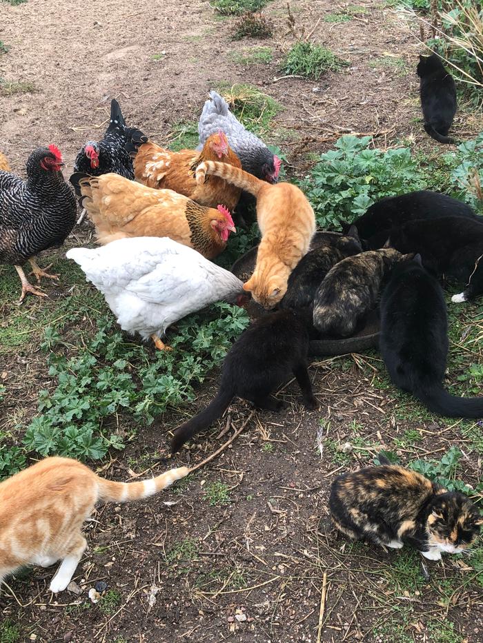 The Cats and Chooks at feeding time. The guinea fowl and lizards are nextto arrive.