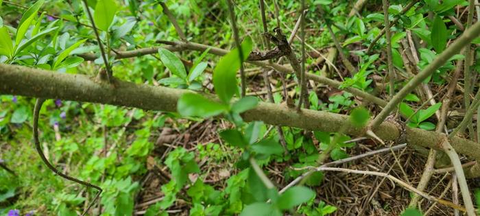 Bark of the Woodland Lonicera