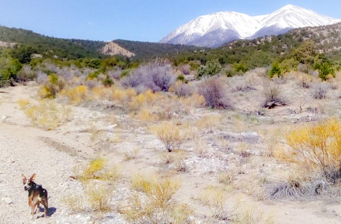 On the path to Mt. Shavano last week