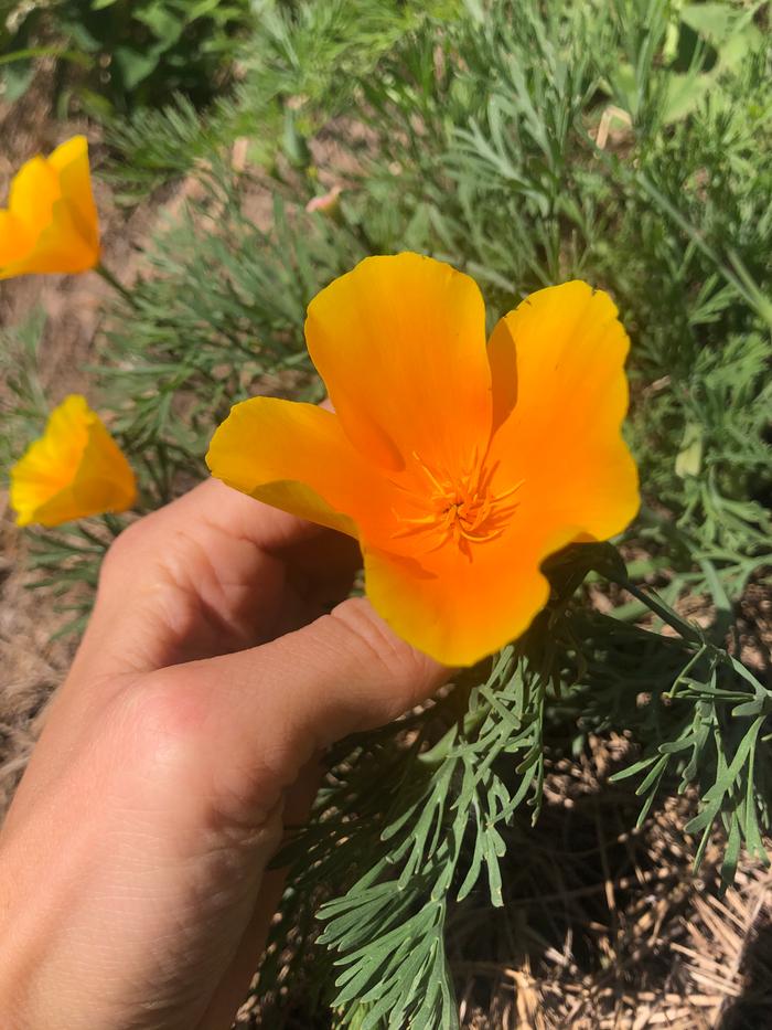 Poppies 🧡