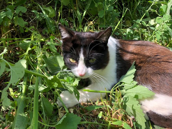 Momo found the catnip 