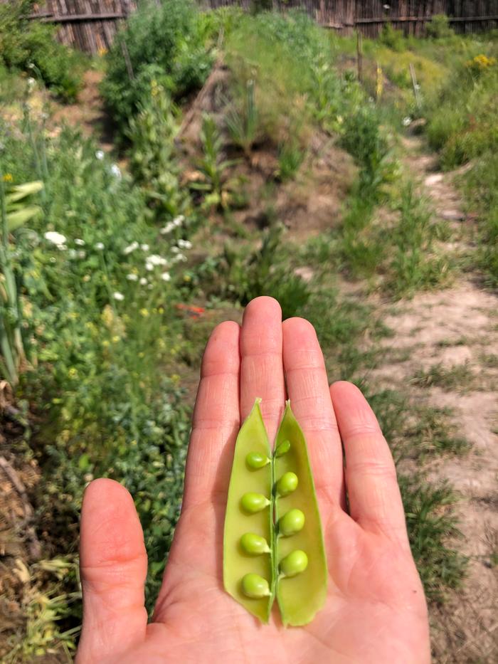 Fresh peas!