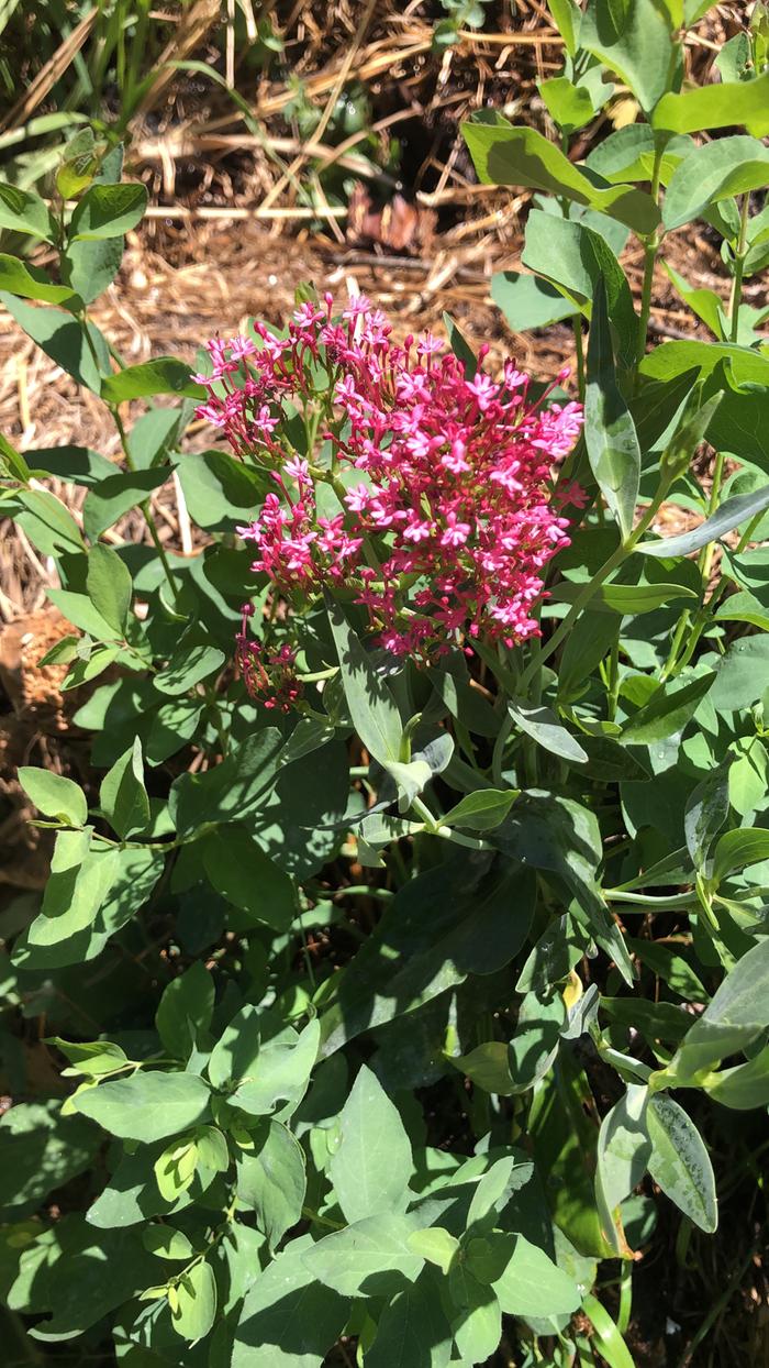 Just discovered that we have red valerian in the garden 