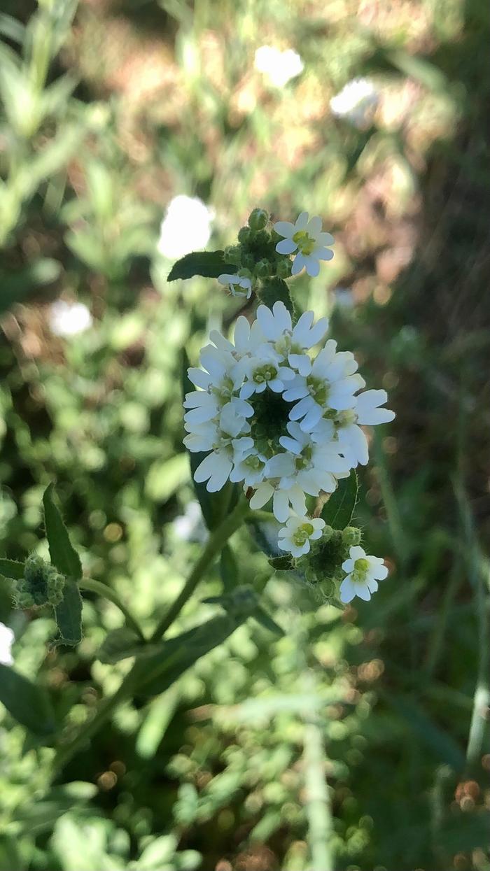 Hoary alyssum 