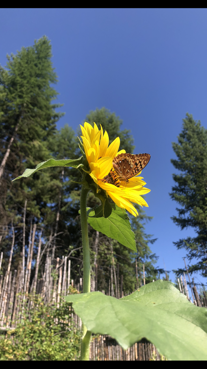 Dez’s sunflower 