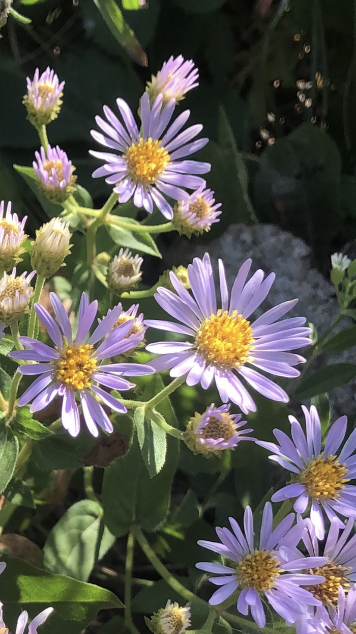 Asters 