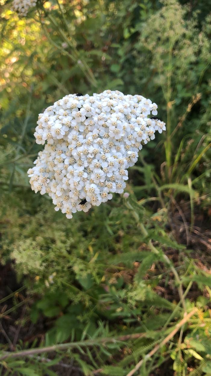 Yarrow 