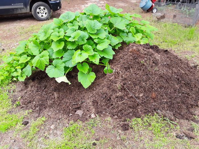 [Thumbnail for Compost-pile-with-squash.jpg]