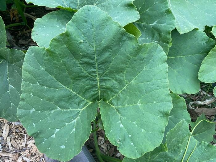 Leaf, mottled and somewhat jagged edge