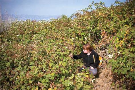 Harvesting berries from a wild bramble