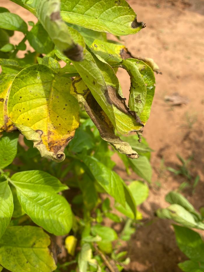 sign of potato blight spots on leaves