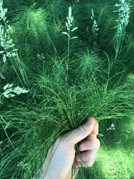 Horsetail being harvested.