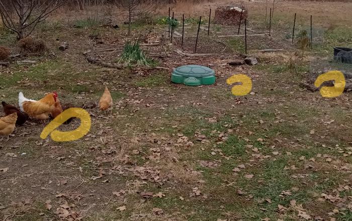 Yellow circles show where the volunteer butternuts originated 