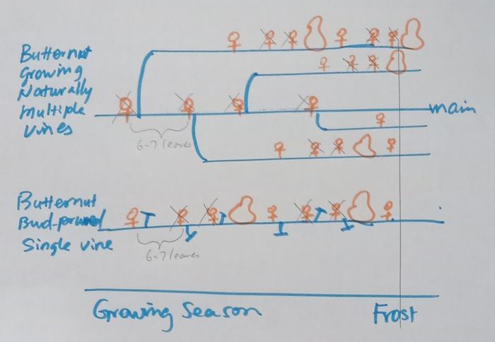 Pattern of flowering and fruiting