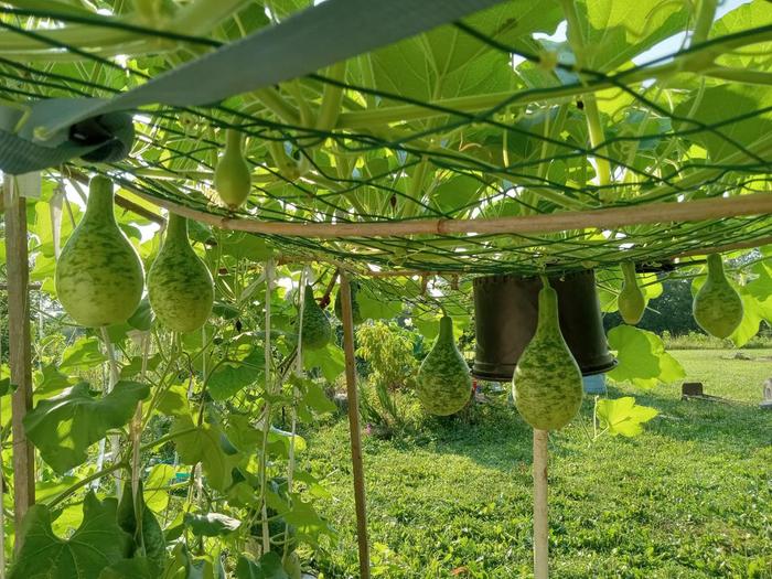 One vine produces 20 gourds already 