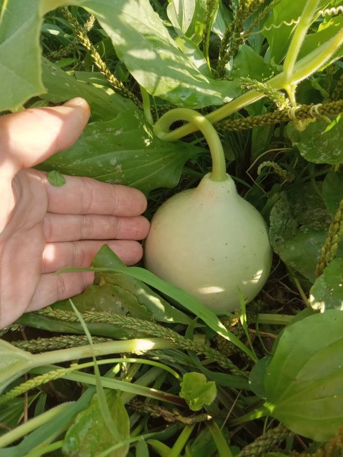 Buffalo gourd like F2