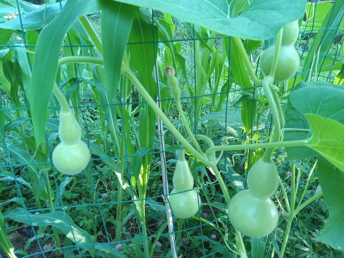 Traditional birdhouse gourds off almost every lateral shoot