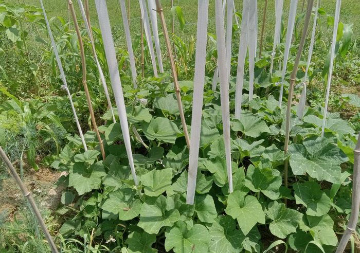 Start trellising on June 20th