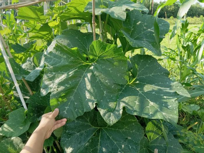 Gigantic leaves 