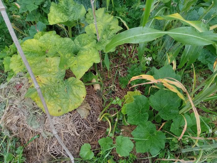 Sickly looking Butternut squash as bug trap