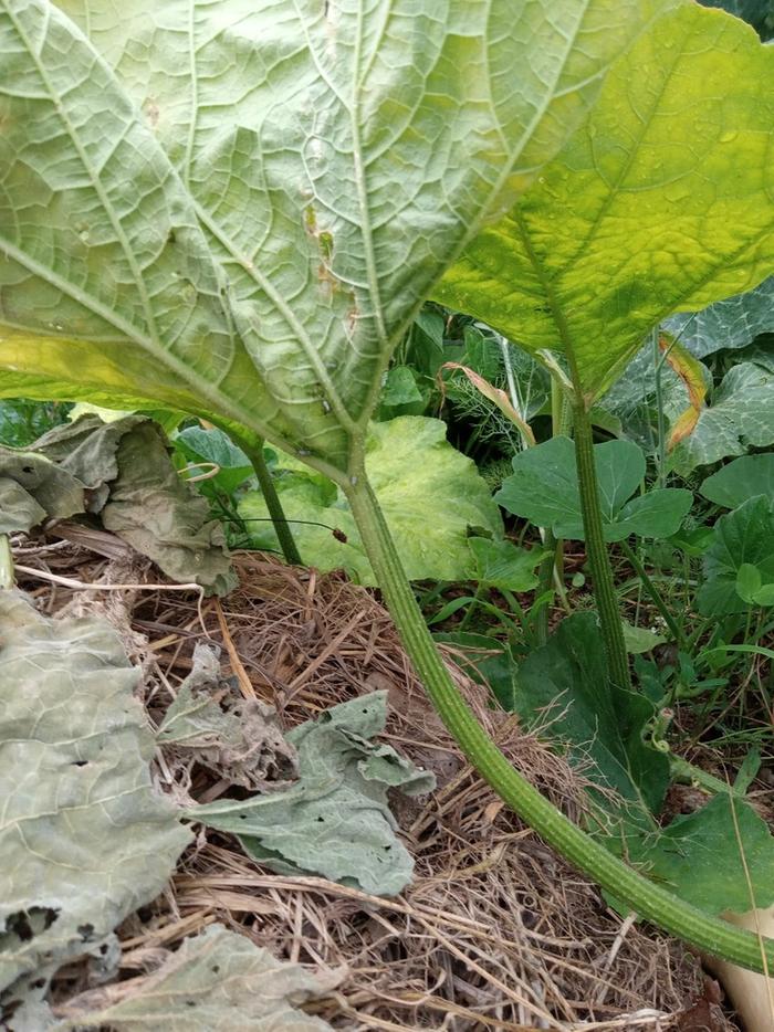 Some nymphs under leaves 