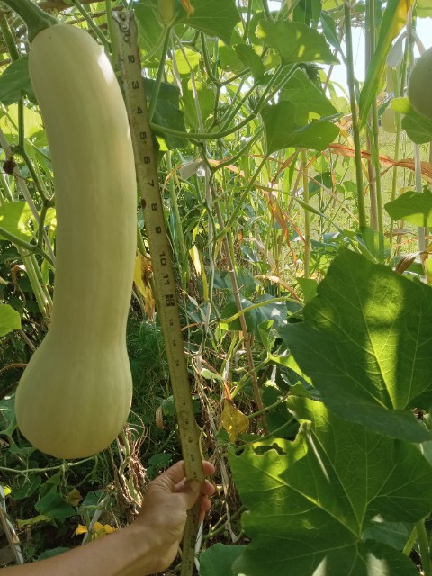 Biggest squash comes from big plant with 20 inch wide leaves