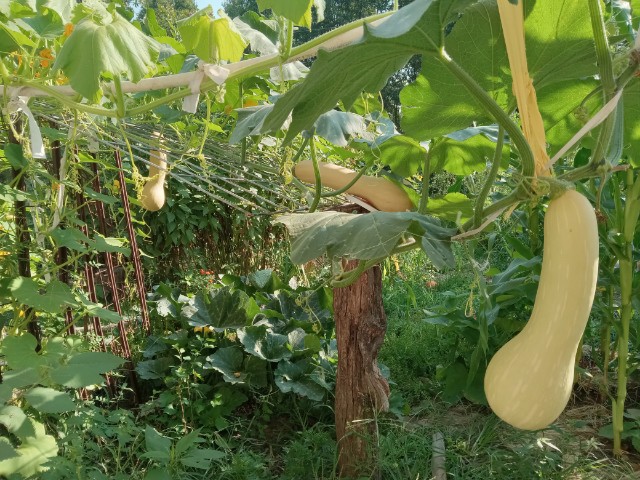 Single stem with 3 tandem squashes every 8 leaves