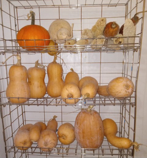 Pumpkin and squashes stored for one year