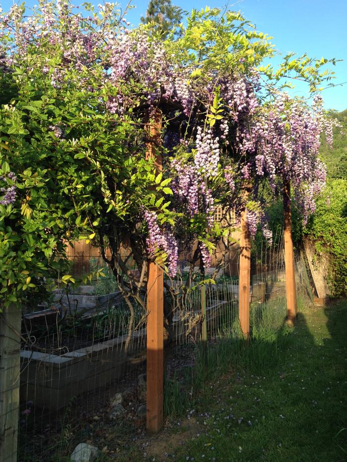 wisteria