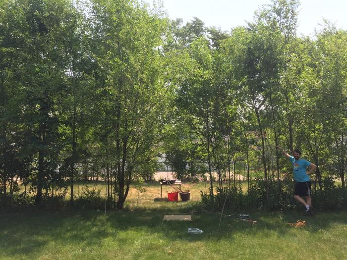 The invasive forest, before cutting, with hardworking friend D for scale