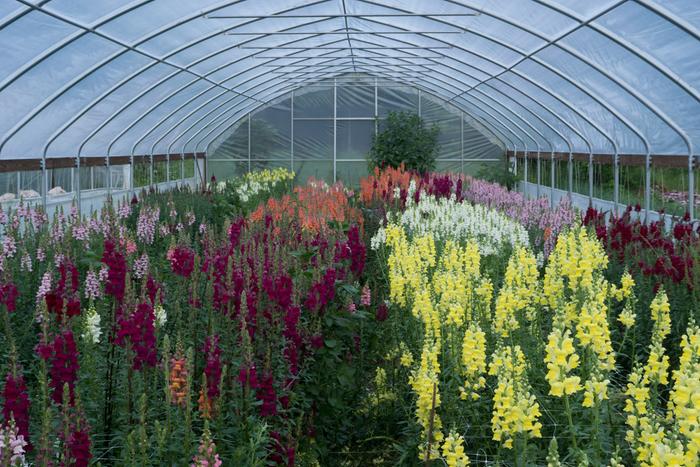 Snapdragons grown in hoop house on farm I interned at