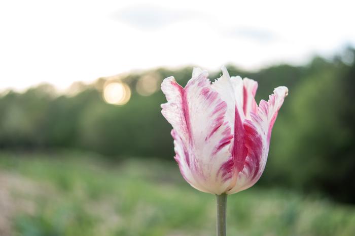 Parrot Tulip