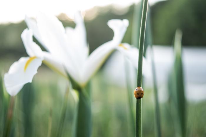 Dutch Iris with beneficial lady bug :) 