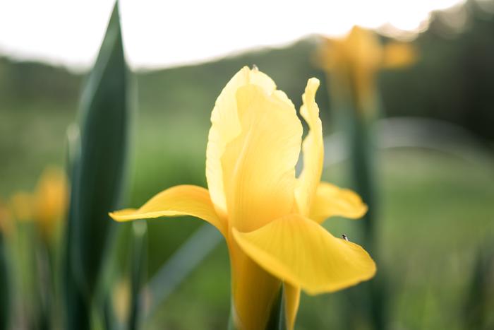 Yellow Dutch Iris 