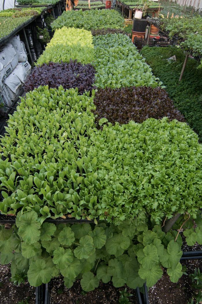 Flats of lettuce grown to transplant in the field at organic farm I interned at