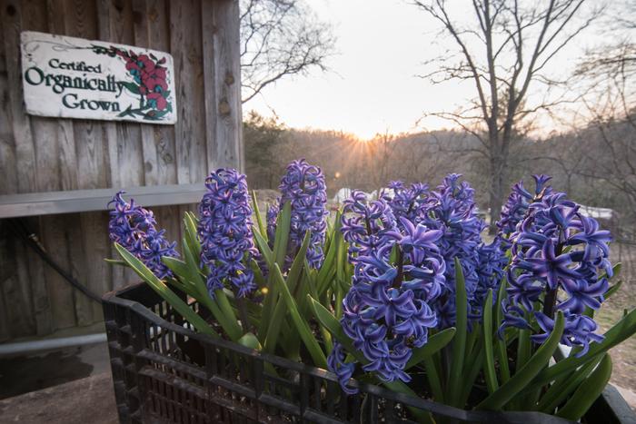 Hyacinths grown at Dripping Springs (internship)