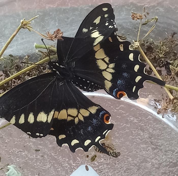 Black Swallowtail Butterly