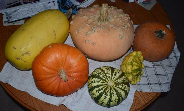 Squash varieties including spaghetti, Turk's turban, and Galeux d'eysenes