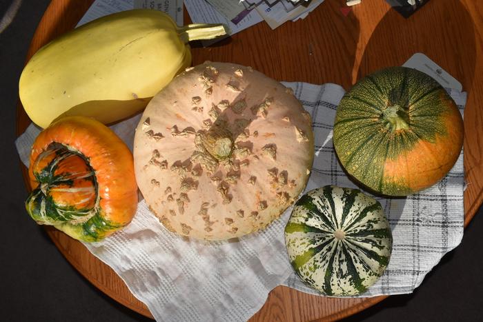 Another shot of the variety of squash harvest