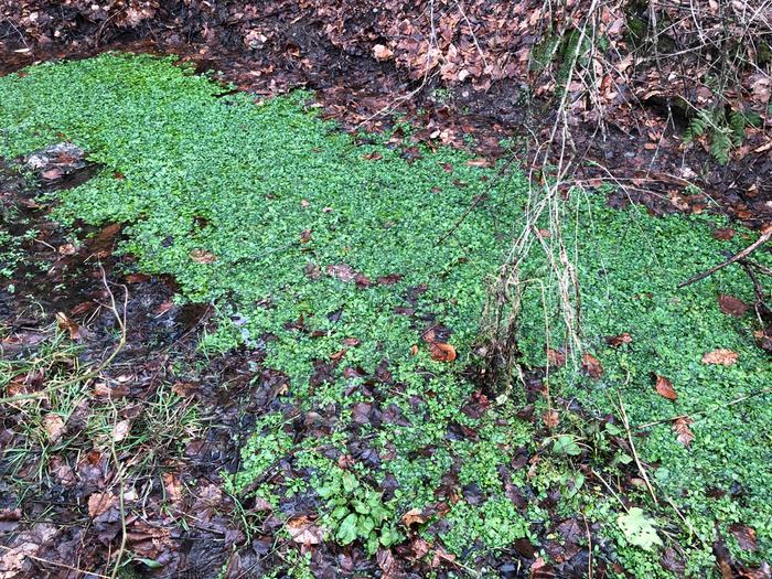 Watercress spring, 26 Jan 2024