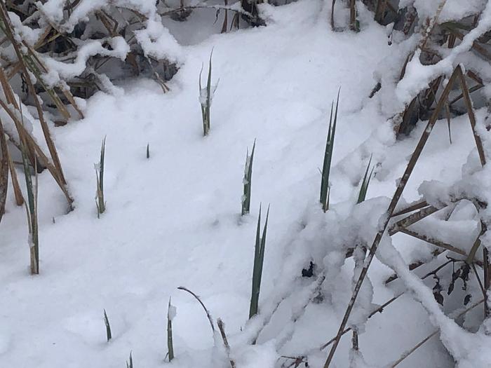 Green growing sedge, three days later