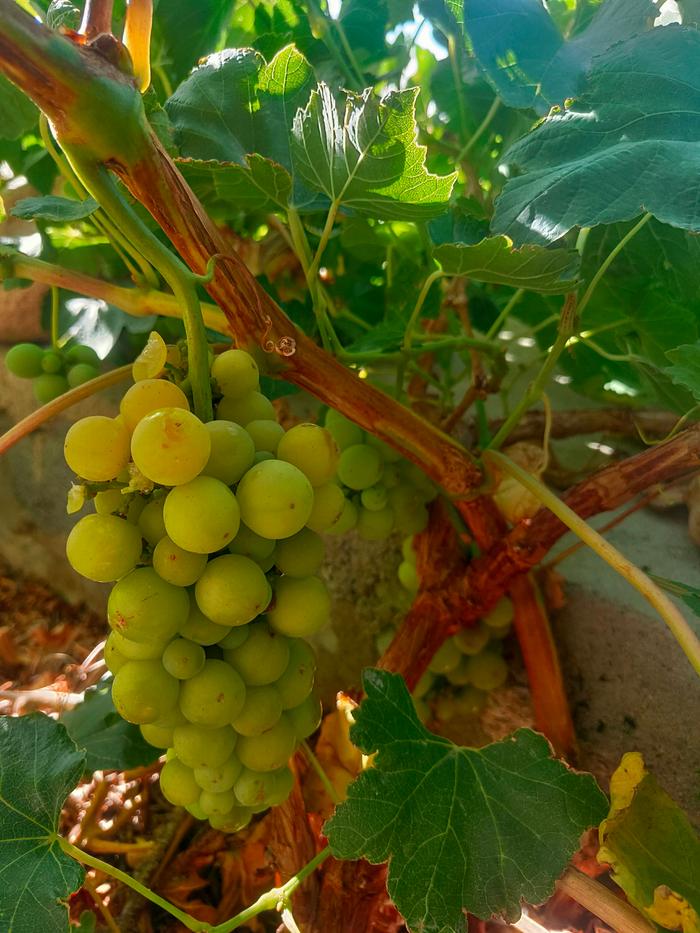 The grapes have a greenhouse over them in winter and are open-air for summer.