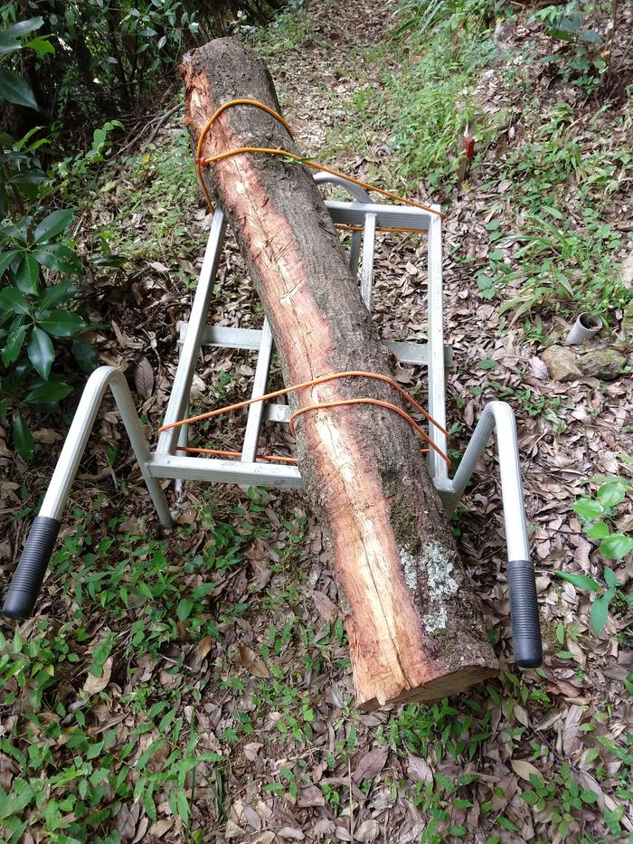 Loading the length of castanopsis on my wheel barrow