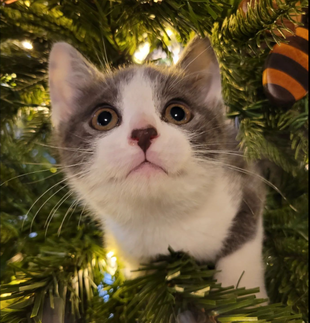 [Thumbnail for Xmas-kitten.PNG]