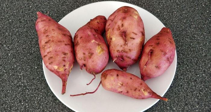 sweet potato harvest